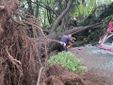 Il giardino Piera Pattani è stato chiuso al pubblico per la caduta di un albero