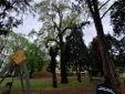 Il giardino Piera Pattani è stato chiuso al pubblico per la caduta di un albero