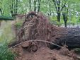 Il giardino Piera Pattani è stato chiuso al pubblico per la caduta di un albero