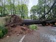 Il giardino Piera Pattani è stato chiuso al pubblico per la caduta di un albero