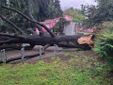 Il giardino Piera Pattani è stato chiuso al pubblico per la caduta di un albero