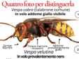 Un esemplare di vespa velutina