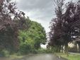 Altro albero caduto in via Bevilacqua
