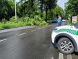 Albero caduto al principio di viale Gabardi, dopo la rotonda a 8