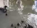Un'immagine del video dell'Enpa Milano