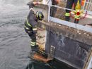 Capriolo nel canale: salvato dai vigili del fuoco Capriolo nel canale: salvato dai vigili del fuoco