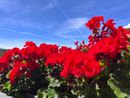 Una splendida domenica di caldo senz'afa, che tornerà a farsi sentire da domani. Settimana con punte di 34 gradi Una splendida domenica di caldo senz'afa, che tornerà a farsi sentire da domani. Settimana con punte di 34 gradi