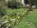 Busto, cade un albero nel parco Carlo Maria Piazza Busto, cade un albero nel parco Carlo Maria Piazza