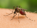 Caso di West Nile Virus individuato da Asst Valle Olona, ricovero a Busto