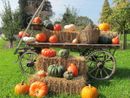 EVENTI DEL WEEKEND. Zucche, funghi, castagne: è proprio autunno. Ma (s)corrono anche birra e balle di fieno EVENTI DEL WEEKEND. Zucche, funghi, castagne: è proprio autunno. Ma (s)corrono anche birra e balle di fieno