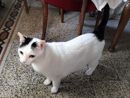 Luigi, 7 anni, cerca casa - Foto dal gruppo Fb Gallarate è...