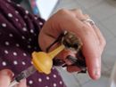 Pippi il pipistrello si rimette in forma per tornare a essere un divoratore di zanzare