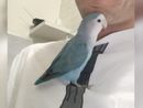 Ritrovato il pappagallo Spriz