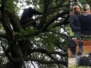 VIDEO. Due giorni di sospensione del cantiere e incontro in Comune. Gli attivisti scendono dagli alberi