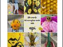 Giornata mondiale dell’ape, una mostra alla primaria De Amicis