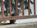 LA FOTO. Quello scoiattolo pensieroso in città che riesce sempre a ispirare meraviglia