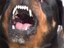 Uomo aggredito da un cane a Rho: scenari da chiarire