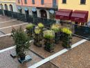 Via Cavallotti, arrivano le piante. Al lavoro sotto la pioggia