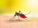Nuovo caso di sospetta positività Dengue a Busto
