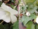 FOTO. Il fiore del cotone unisce le generazioni