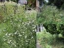 «Tagliate la foresta in via Macca»