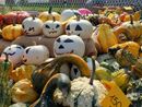Olgiate Olona: cibo, mercatini e tanto divertimento alla tradizionale Sagra della Zucca