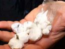 Traffico di cocaina e armi, smantellato un clan criminale di Turbigo e Magenta: 24 arresti Traffico di cocaina e armi, smantellato un clan criminale di Turbigo e Magenta: 24 arresti
