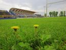 Lucchese no, Triestina per un pelo e così Spal: ora l'esame degli atti, ma la Pro Patria ha un piede in serie C
