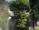 Sfalci e potature, la protesta in viale Lombardia