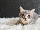 Sono quasi 78 mila i gatti &quot;ufficiali&quot; tra Varese e Como