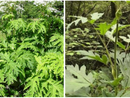 L'Heracleum mantegazzianum, meglio noto come panace di Mantegazza L'Heracleum mantegazzianum, meglio noto come panace di Mantegazza