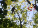 La donna intrappolata a 20 metri d'altezza su un albero (foto vigili del fuoco di Como)