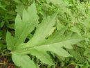 L'Heracleum mantegazzianum