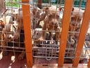 In gabbia sotto il sole, a Lecco salvati 10 cuccioli di pitbull amstaff In gabbia sotto il sole, a Lecco salvati 10 cuccioli di pitbull amstaff