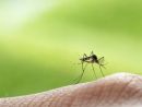 West Nile in provincia di Varese, confermata la presenza del virus in una gazza West Nile in provincia di Varese, confermata la presenza del virus in una gazza