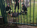 Capriolo incastrato nella recinzione al parco. Lo liberano i vigili del fuoco