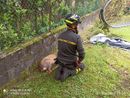 FOTO. Capriolo in difficoltà in un parco di Besozzo: salvato dai vigili del fuoco