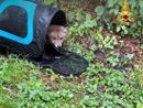 FOTO. Laveno, cucciolo di volpe resta incastrato in un canale di scarico: salvato dai vigili del fuoco