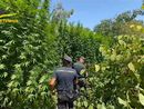 Piantagione di cannabis scoperta nel Parco del Ticino: sul mercato la droga avrebbe fruttato un milione di euro