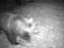 Identificato l'orso che ha attaccato il bestiame nel Verbano Cusio Ossola
