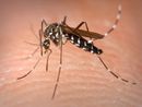 Nuovo possibile caso di Dengue nel Comasco: scatta la disinfestazione a Lurate Caccivio