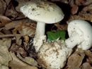 Ats Insubria sul consumo sicuro di funghi: «Far verificare la commestibilità dai nostri micologi»