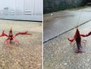 L'inchino del gambero rosso della Louisiana immortalato da una nostra lettrice a Capolago
