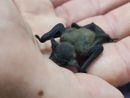 Un piccolo pipistrello salvato dai passanti e curato da Enpa