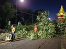 L'albero di 20 metri crollato a Milano per il maltempo