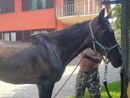 Il cavallo Willy in una foto tratta dalla pagina Facebook della Pro Loco Ranco