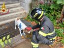 Cane rimasto solo in casa dopo il ricovero della proprietaria salvato dai vigili del fuoco a Busto