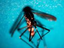 «La situazione è sotto controllo»: due casi di West Nile in Lombardia «La situazione è sotto controllo»: due casi di West Nile in Lombardia