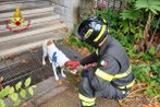 Cane rimasto solo in casa dopo il ricovero della proprietaria salvato dai vigili del fuoco a Busto