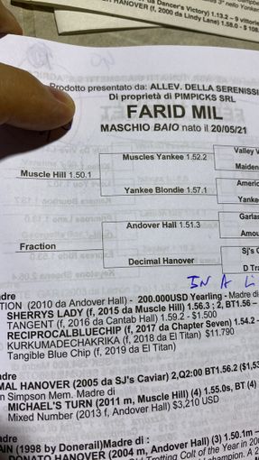 FOTO - Farid, Follia e presto altri due cavalli: lo &quot;shopping&quot; del campione Jokic a Busto Arsizio